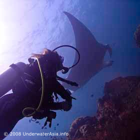 Manta Ray & Diver